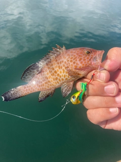 オオモンハタの釣果