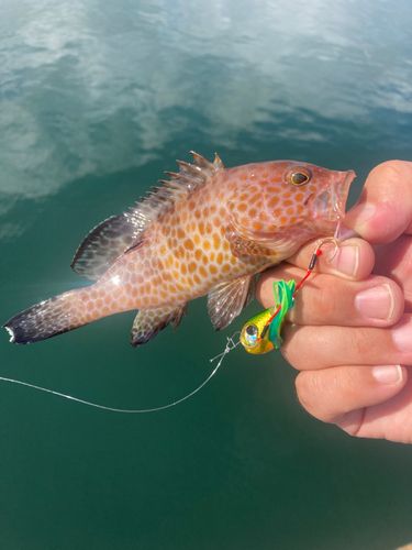 オオモンハタの釣果