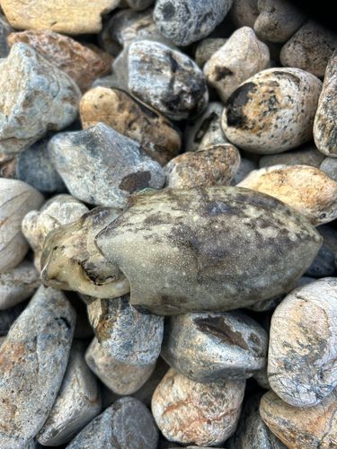 コウイカの釣果