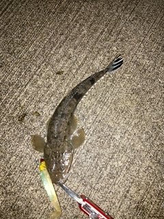 マゴチの釣果