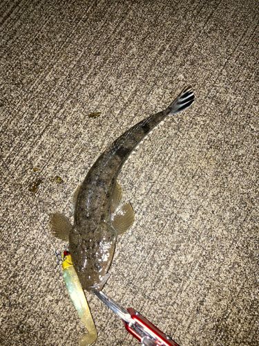 マゴチの釣果