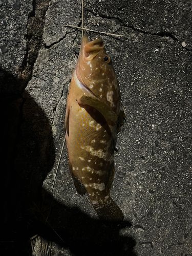 アコウの釣果