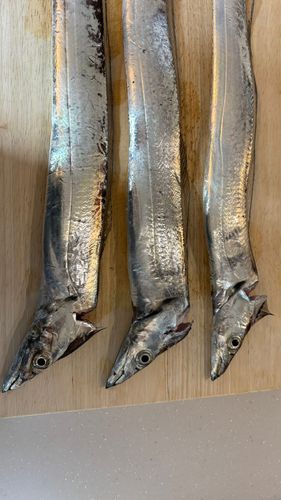 タチウオの釣果