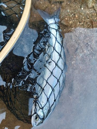 ヒメマスの釣果