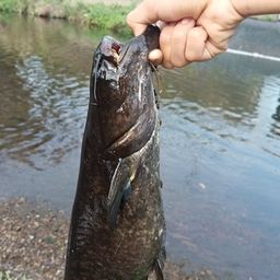 ニホンナマズ