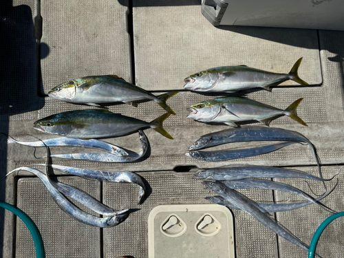 メジロの釣果