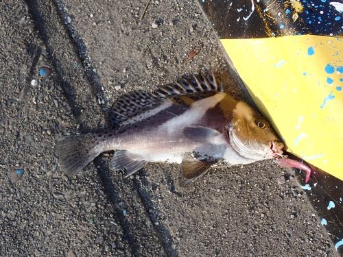 コショウダイの釣果
