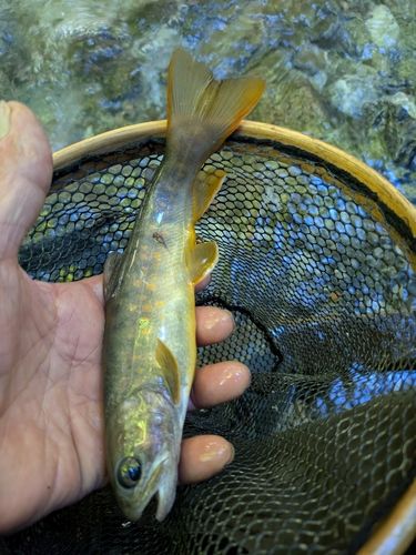 ヤマトイワナの釣果