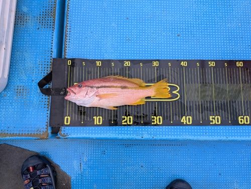 ヨコスジフエダイの釣果