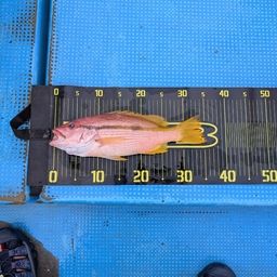 ヨコスジフエダイ