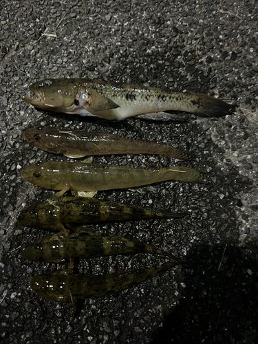 マハゼの釣果
