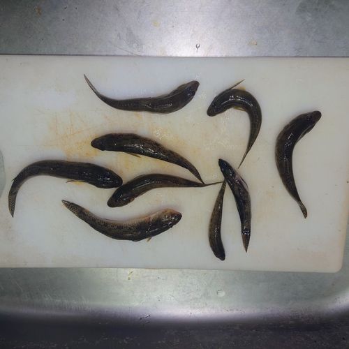 マハゼの釣果