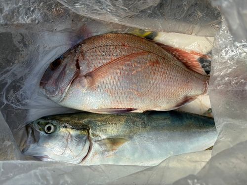 マダイの釣果