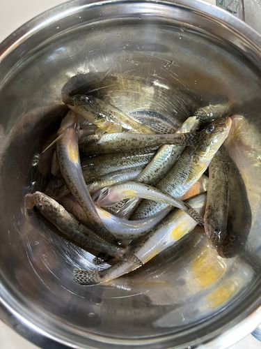 ハゼの釣果