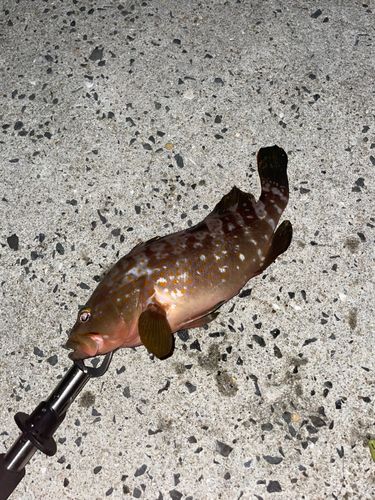 キジハタの釣果