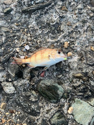 チャリコの釣果