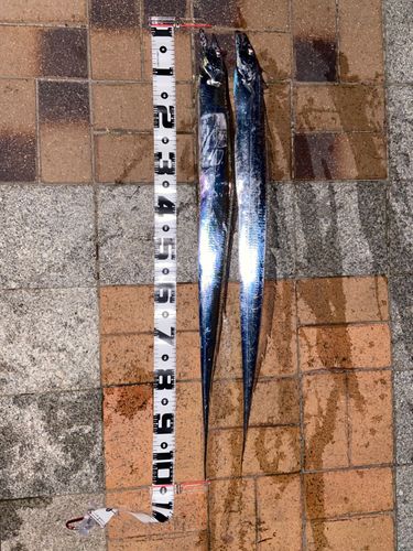 タチウオの釣果