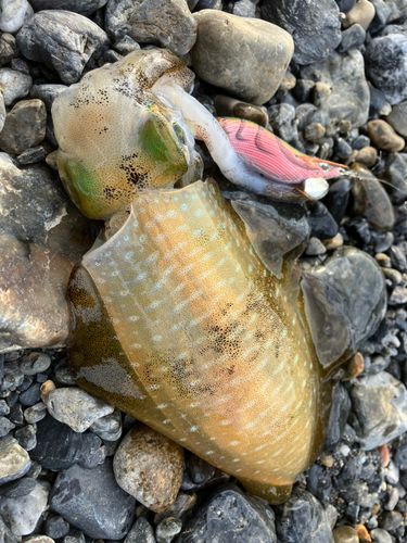 アオリイカの釣果