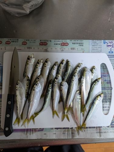 サッパの釣果