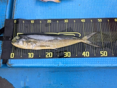 シイラの釣果