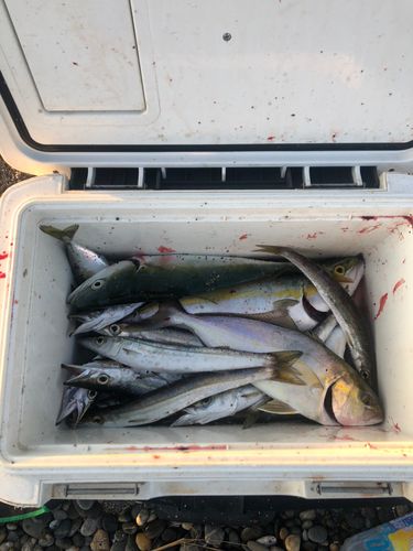 伊良湖サーフ