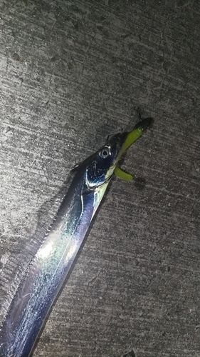 タチウオの釣果