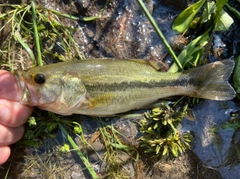 コイの釣果