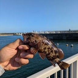 カサゴ