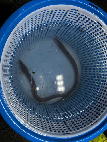 ハモの釣果