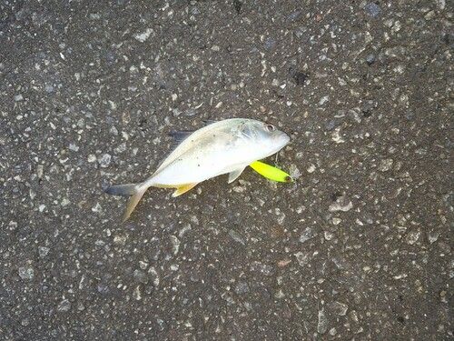 メッキの釣果