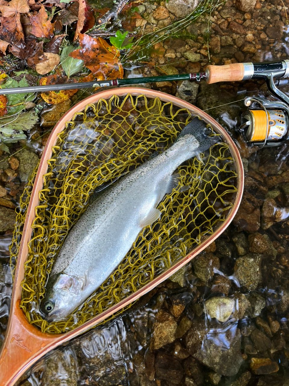 レインボートラウト