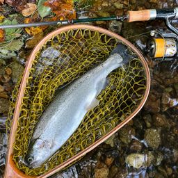 レインボートラウト