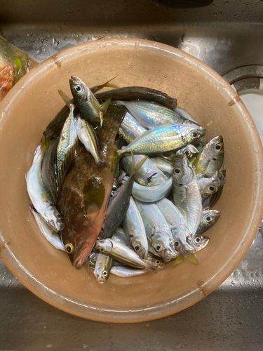 マアジの釣果