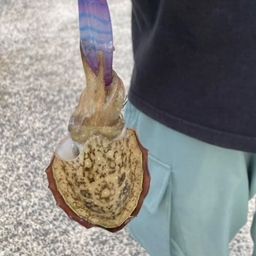 コウイカ