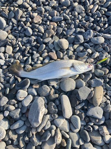ニベの釣果