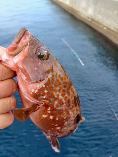 キジハタの釣果