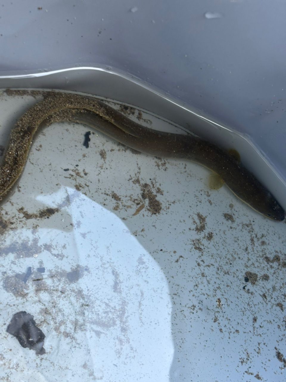 ウナギ