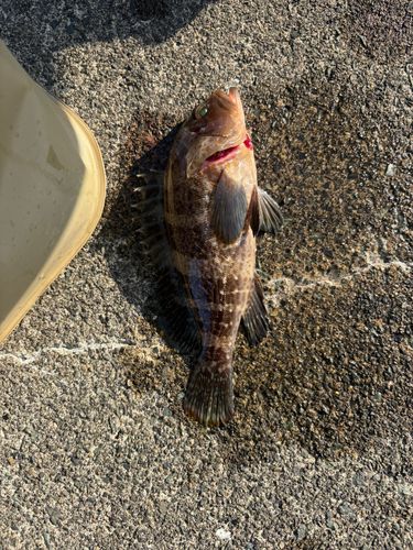 キジハタの釣果