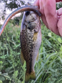 ラージマウスバスの釣果