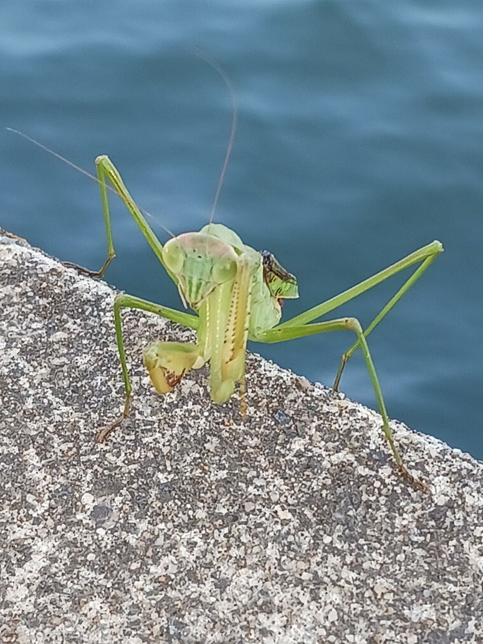 ラージマウスバス