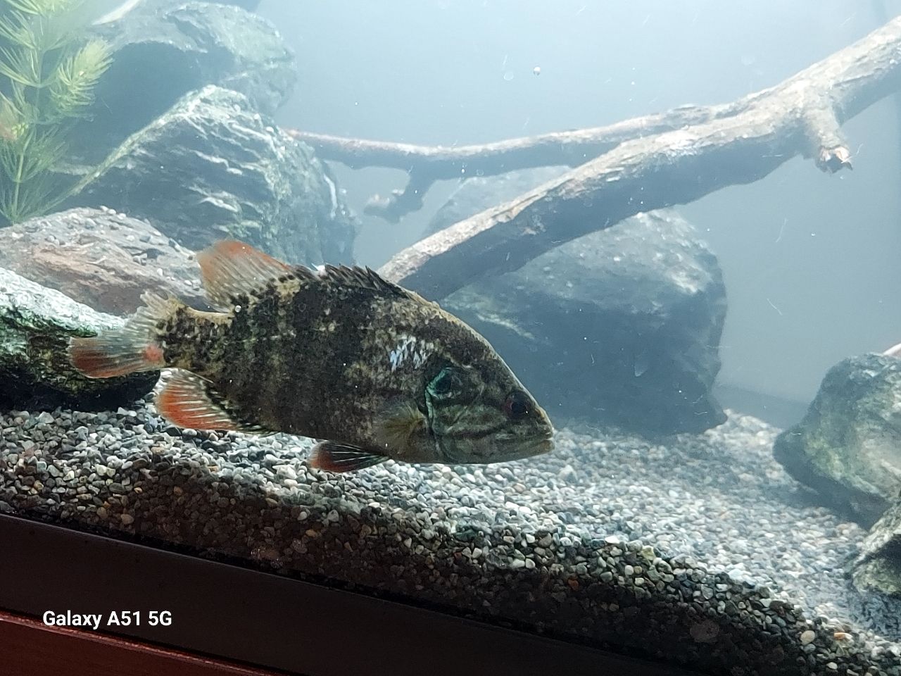オヤニラミ