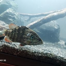オヤニラミ