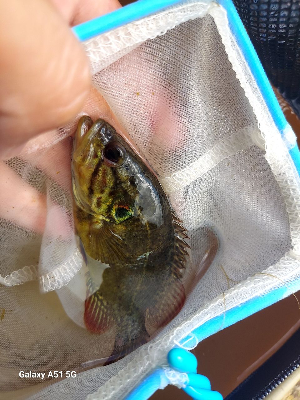 オヤニラミ