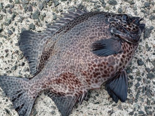 イシガキダイの釣果