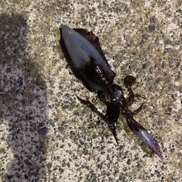 アオリイカ