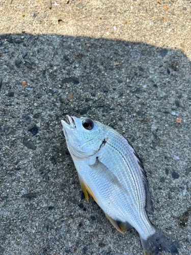 釣果