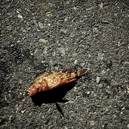 カサゴ