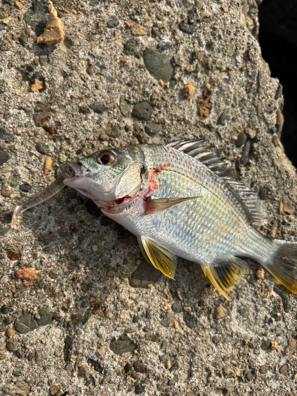 前チンさんの釣果 1枚目の画像