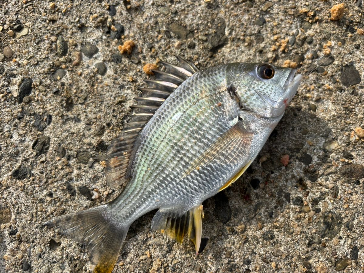 前チンさんの釣果 2枚目の画像