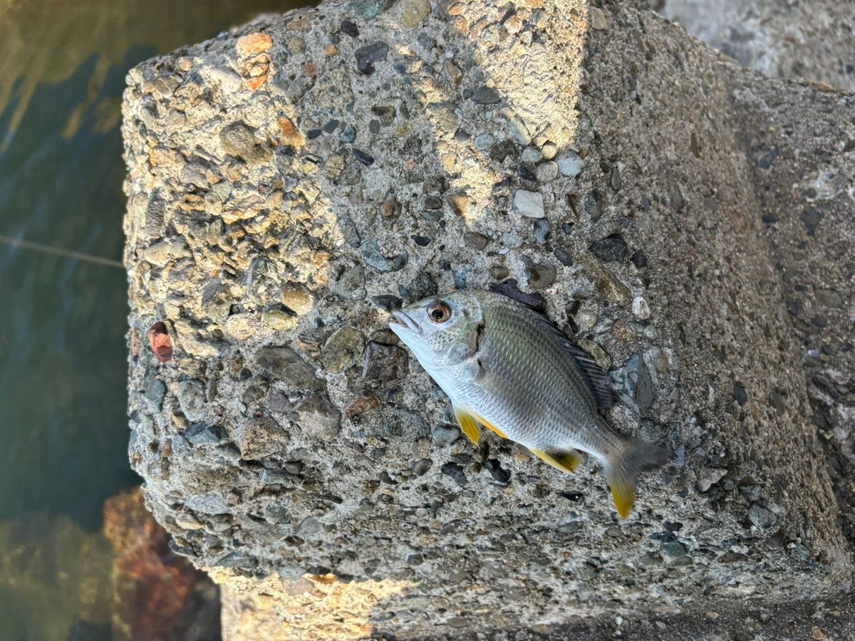 前チンさんの釣果 3枚目の画像